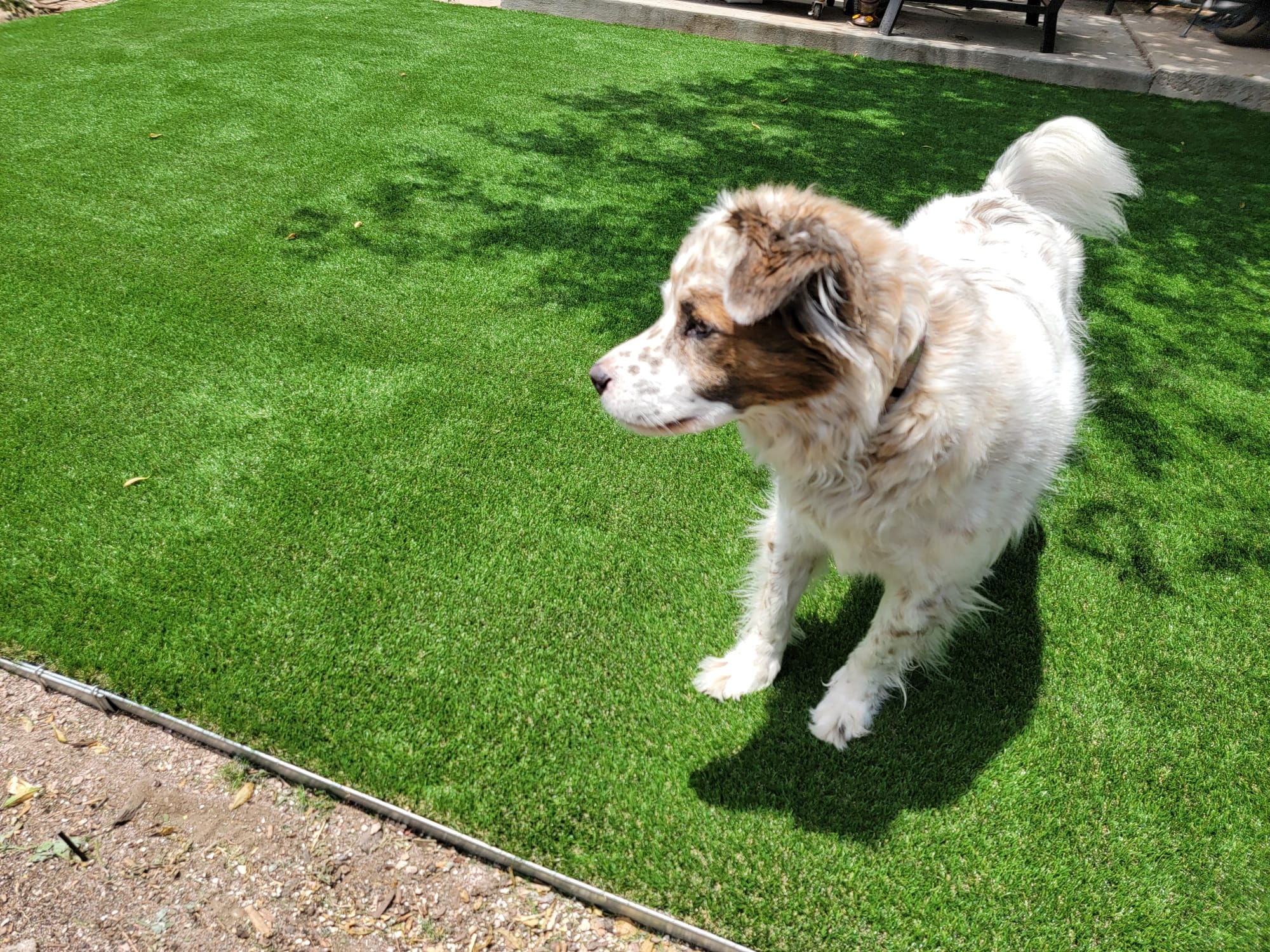 Artificial Grass For Pets